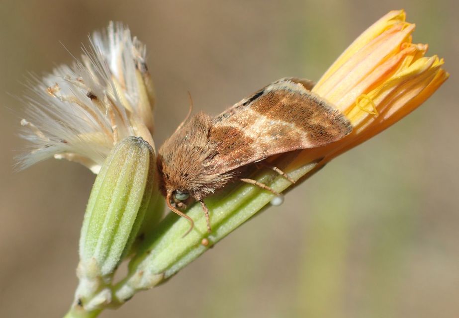 Schinia cognata - nyúlparéj-nappalibagoly