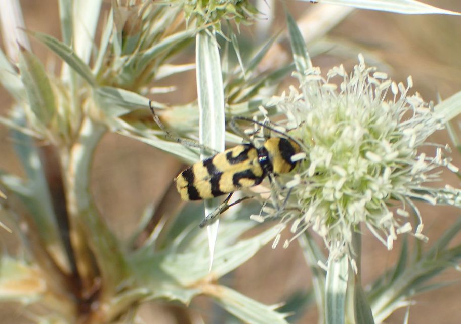 Chlorophorus varius - díszes darázscincér