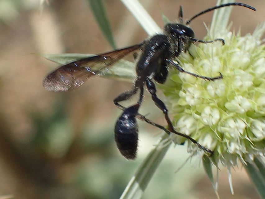Isodontia mexicana - mexikói fűdarázs