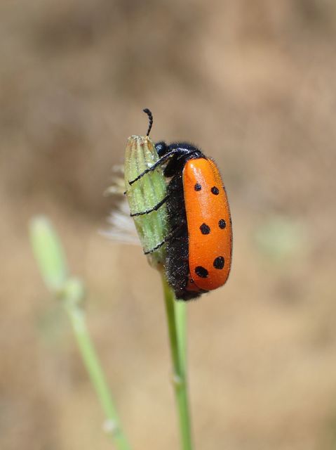 Mylabris crocata - pettyes hólyaghúzó Mylabris crocata - pettyes hólyaghúzó