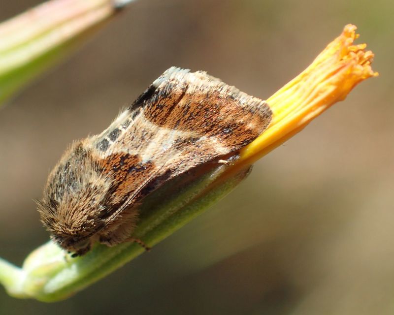 Schinia cognata - nyúlparéj-nappalibagoly