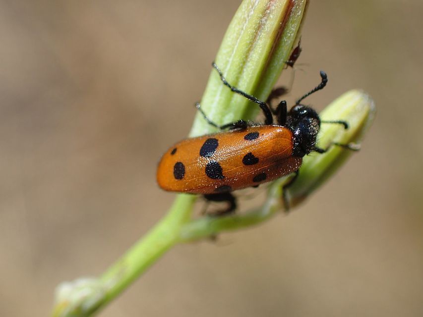 Mylabris crocata - pettyes hólyaghúzó Mylabris crocata - pettyes hólyaghúzó
