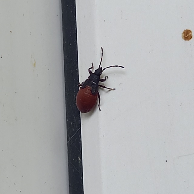 Oxycarenus lavaterae - hársbodobács