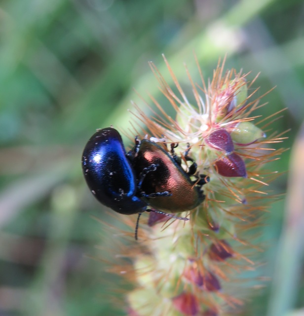 Chrysolina varians - kis orbáncfűlevelész