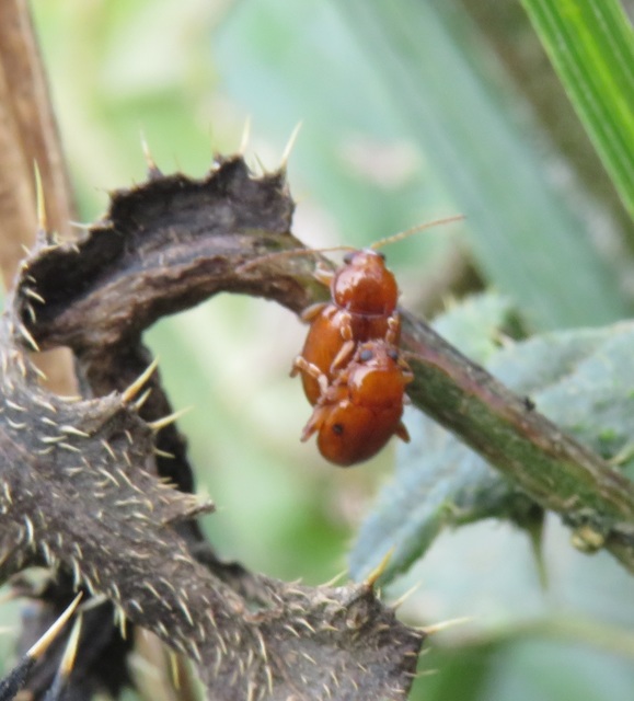 Neocrepidodera