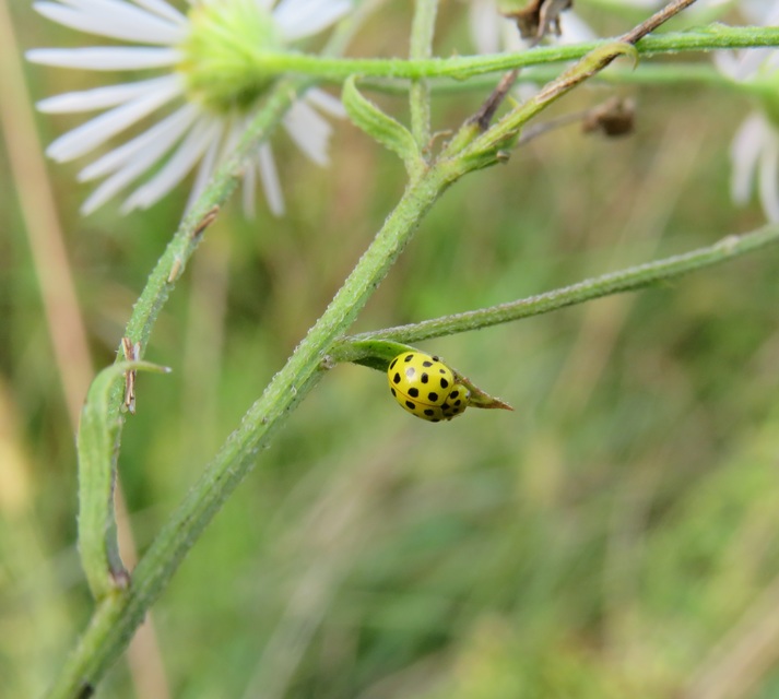 Psyllobora vigintiduopunctata - huszonkétpettyes katica