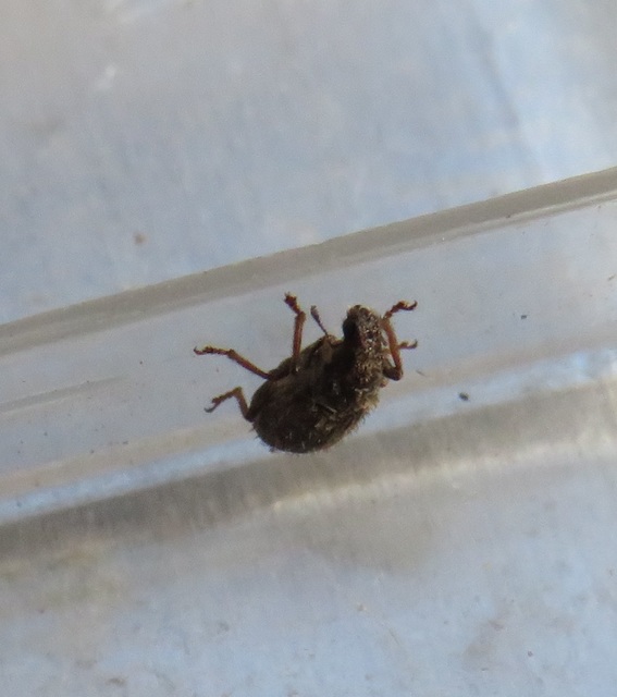 Sitona hispidulus - szőrös csipkézőbogár