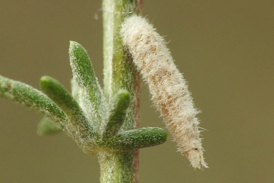 Coleophora