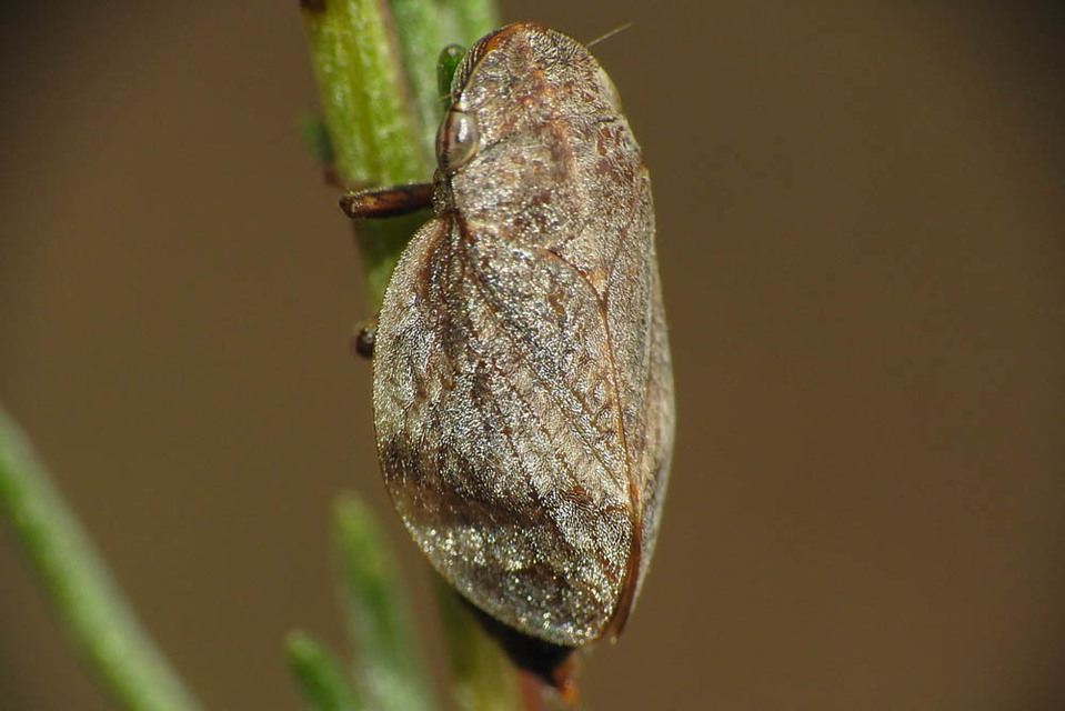 Lepyronia coleoptrata