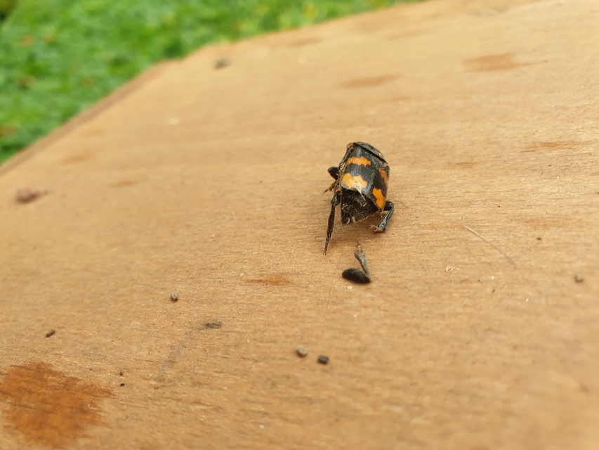 Nicrophorus interruptus - sárgaszőrű temetőbogár