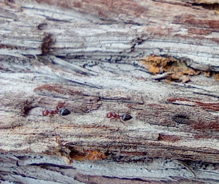 Crematogaster schmidti - vörös szívhangya