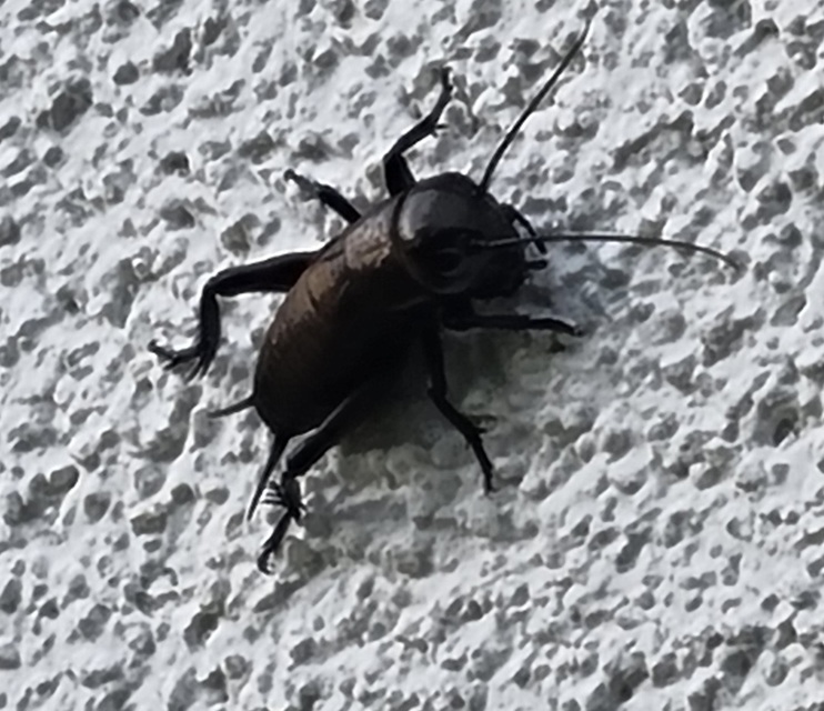 Gryllus campestris - mezei tücsök
