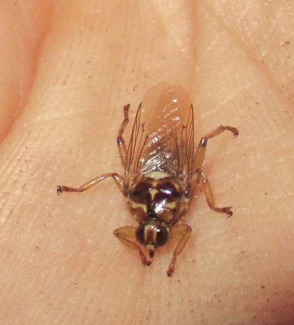 Hippobosca equina - ló-kullancslégy