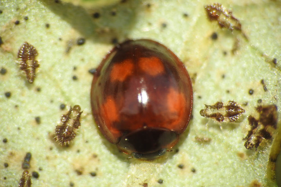 Exochomus quadripustulatus - négyfoltos szerecsenkata