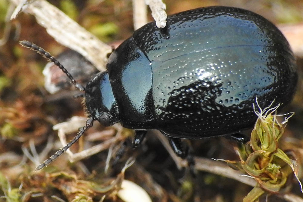 Chrysolina haemoptera - mezei levélbogár