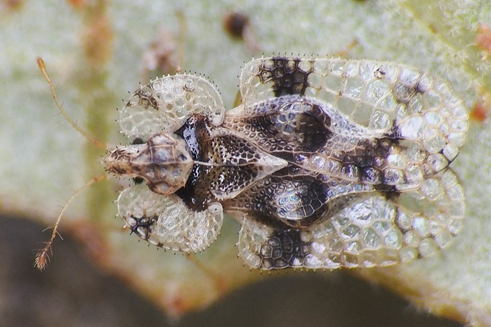 Corythucha arcuata - tölgy-csipkéspoloska