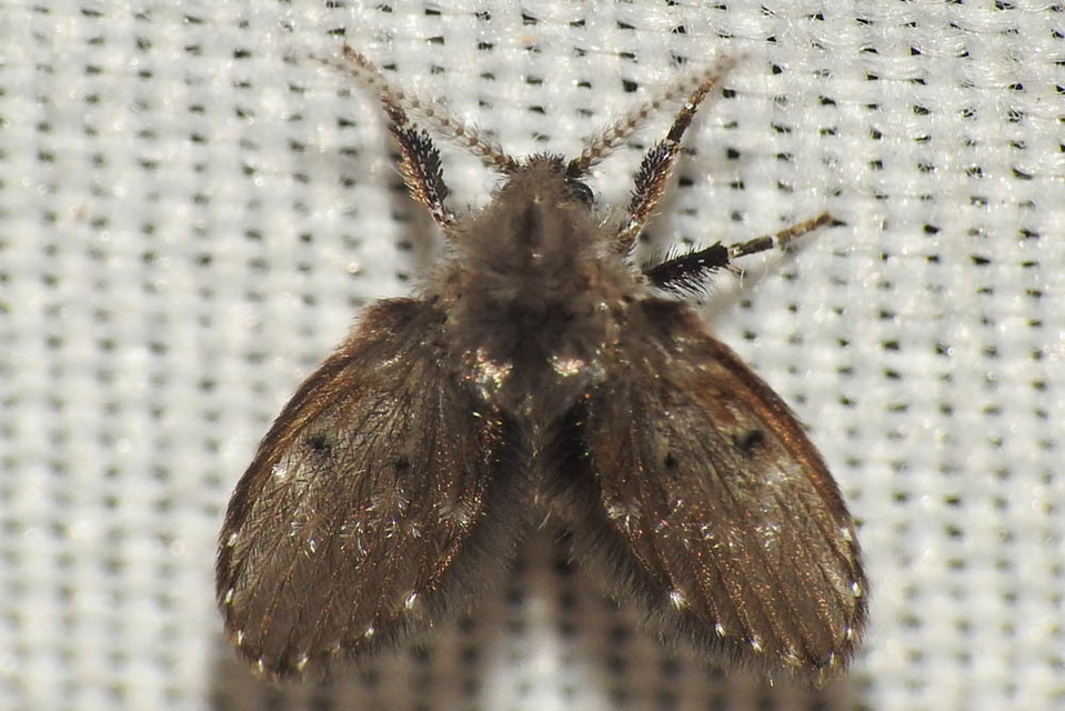 Psychodidae - lepkeszúnyogok