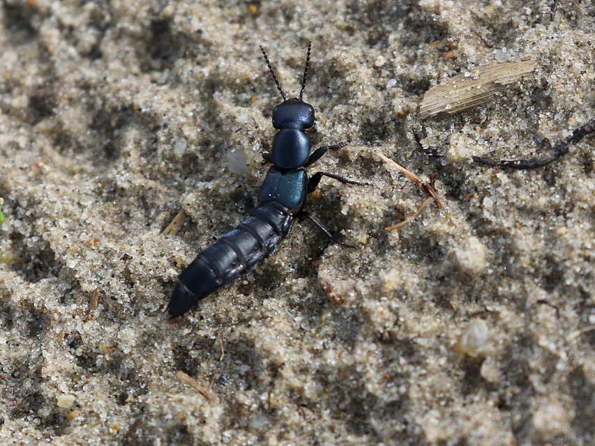 Ocypus ophthalmicus - kék holyva