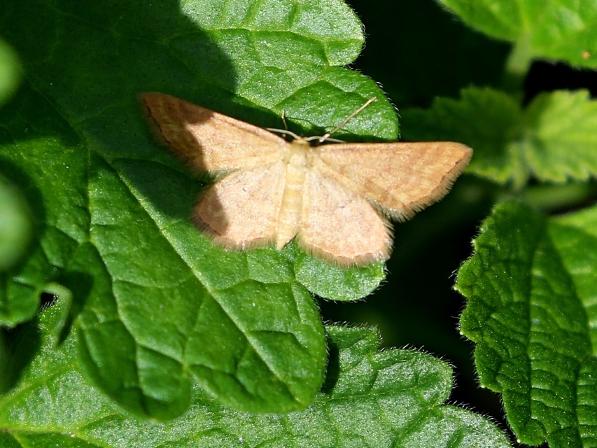 Idaea serpentata - kis sávosaraszoló