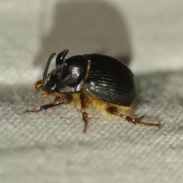 Odonteus armiger - mozgószarvú álganéjtúró