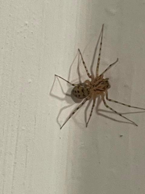 Scytodes thoracica - közönséges csupaszpók