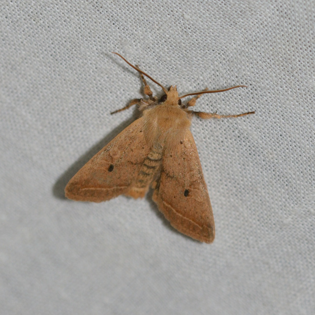 Leptologia macilenta - gyertyán-őszibagoly
