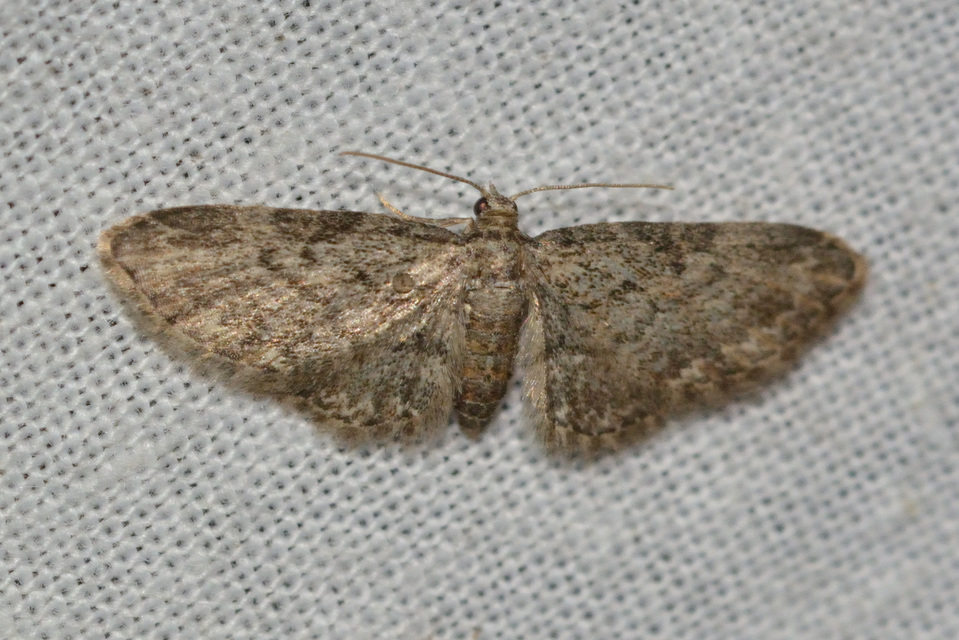 Eupithecia inturbata - juhar-törpearaszoló