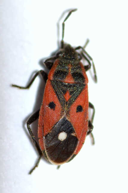 Melanocoryphus tristrami