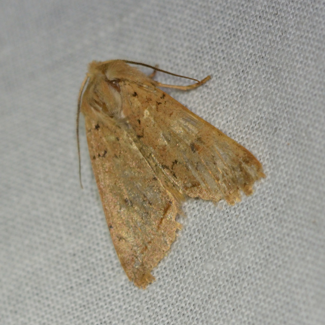Leptologia macilenta - gyertyán-őszibagoly