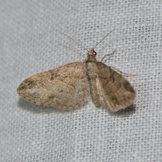Eupithecia ericeata - feketefenyő-törpearaszoló