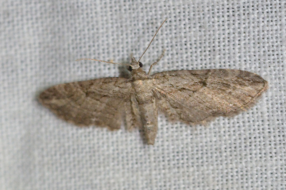 Eupithecia ericeata - feketefenyő-törpearaszoló