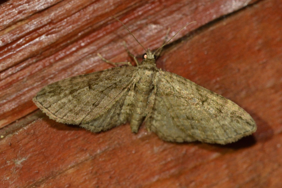 Eupithecia ericeata - feketefenyő-törpearaszoló