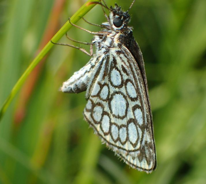 Heteropterus morpheus - tükrös busalepke