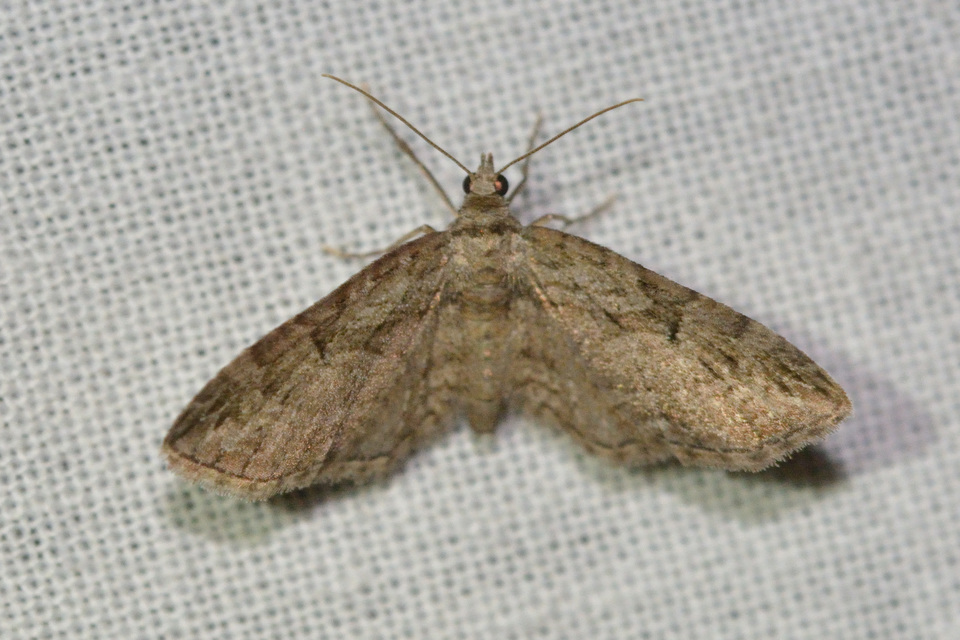 Eupithecia ericeata - feketefenyő-törpearaszoló