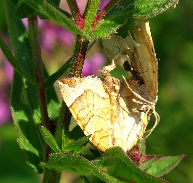 Eulithis testata - rezgőnyár-tarkaaraszoló