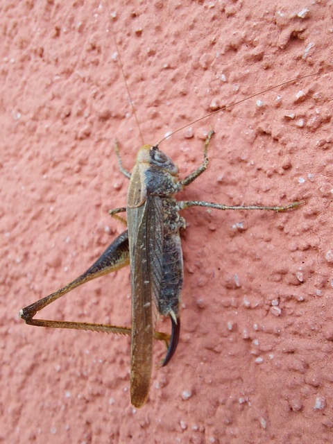 Platycleis grisea - szürke rétiszöcske