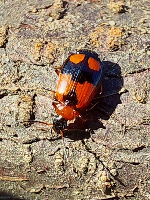 Lebia cruxminor - keresztes cserjefutó