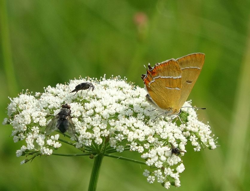 Thecla betulae - nyírfalepke