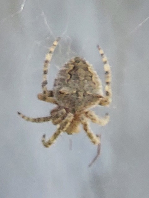 Araneus circe/angulatus