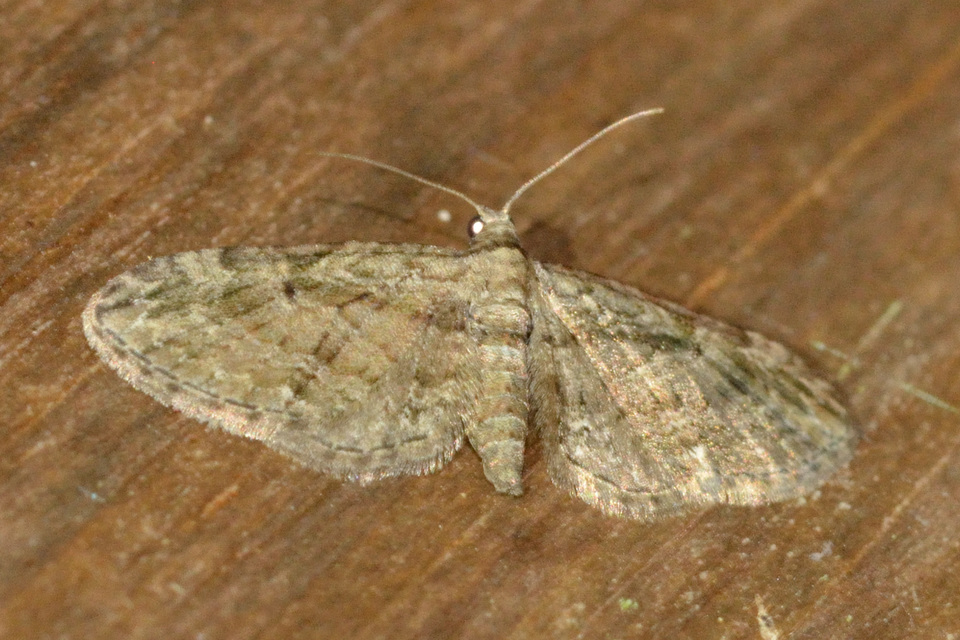Eupithecia ericeata - feketefenyő-törpearaszoló