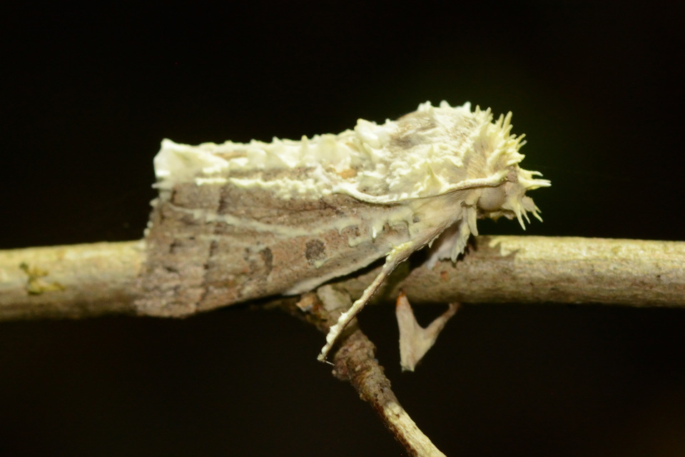 Mesogona acetosellae - madársóskabagoly
