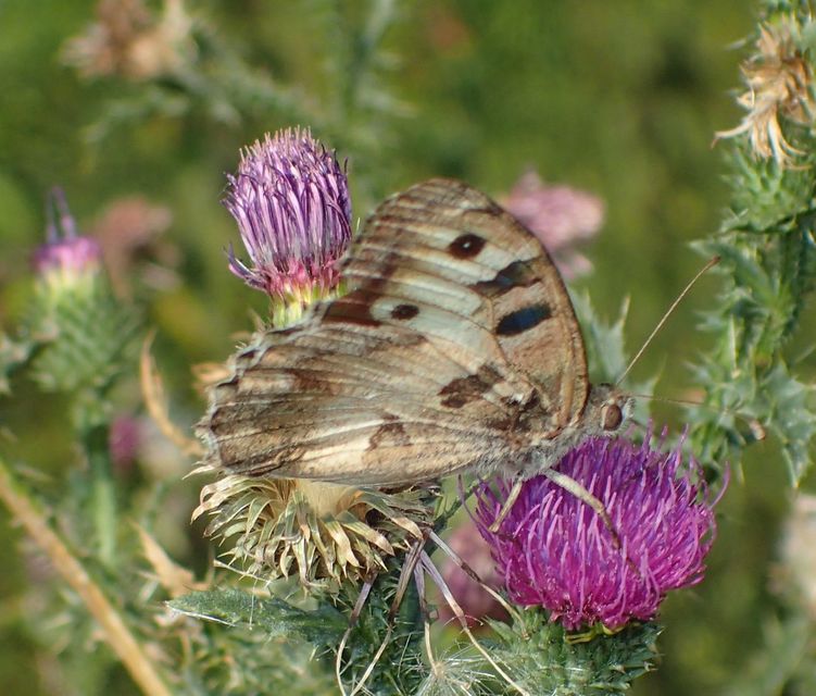 Chazara briseis - tarka szemeslepke