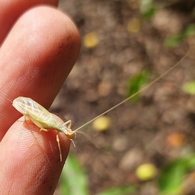 Oecanthus pellucens - pirregőtücsök