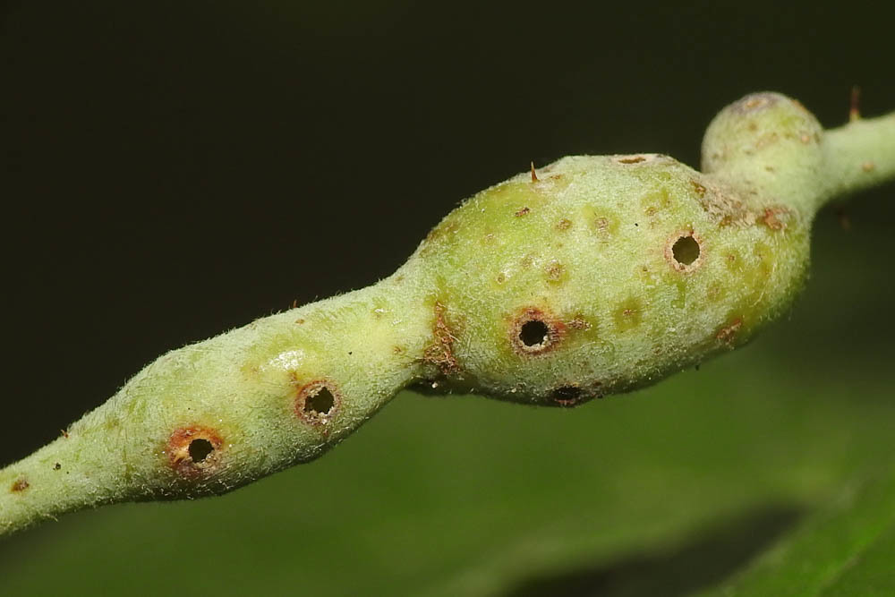Lasioptera rubi - málna-gubacsszúnyog