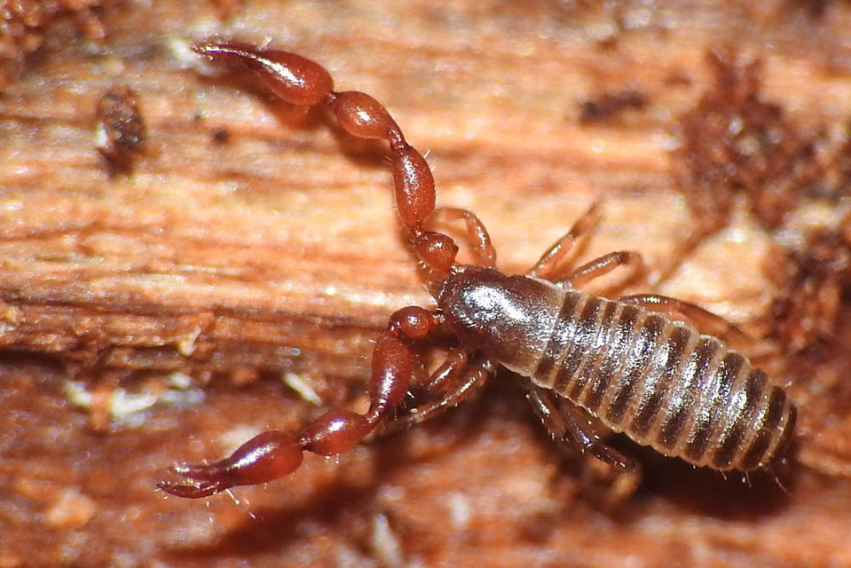 Pseudoscorpionida - Álskorpiók