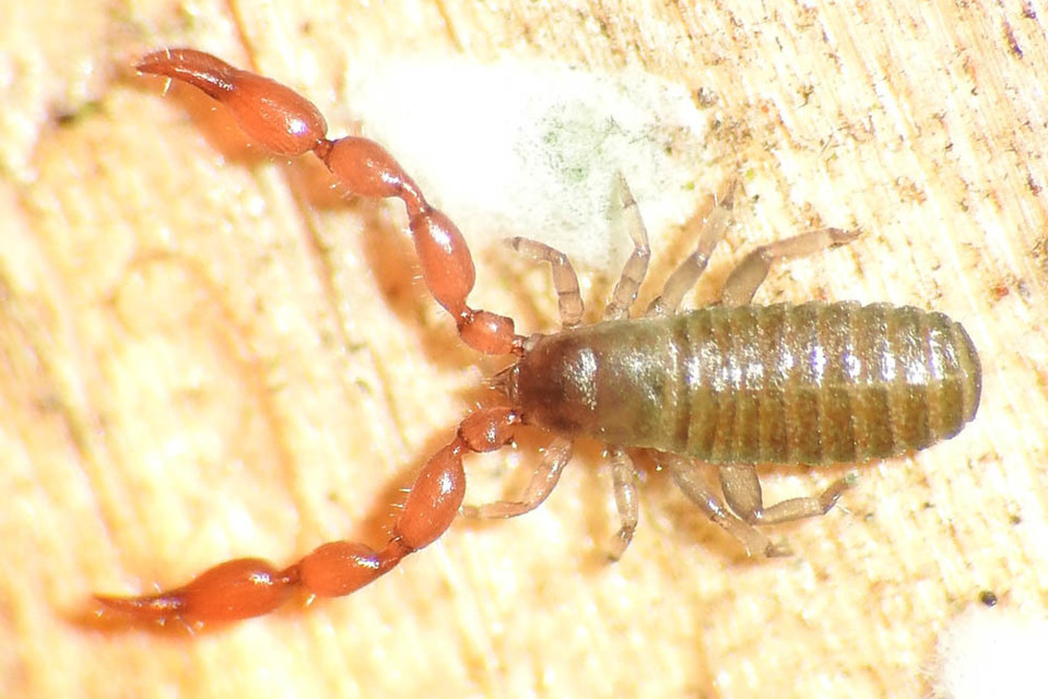 Pseudoscorpionida - Álskorpiók