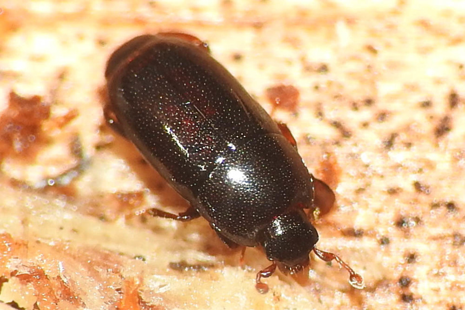 Paromalus parallelepipedus - fenyves-kéregsutabogár
