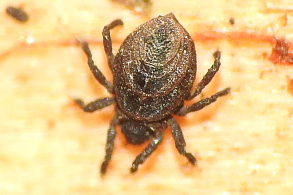 Neoliodidae