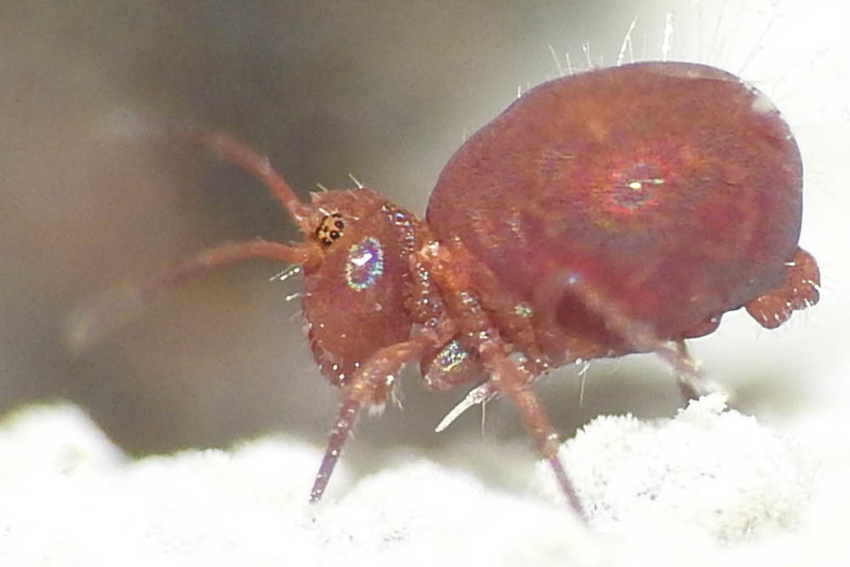 Dicyrtoma fusca