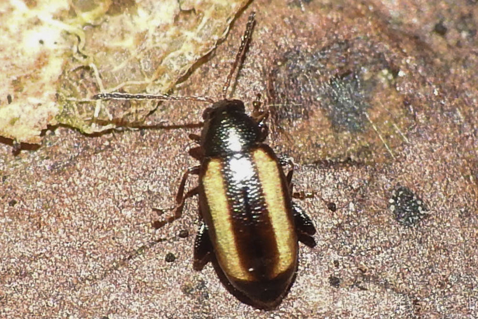 Phyllotreta vittula - muharbolha